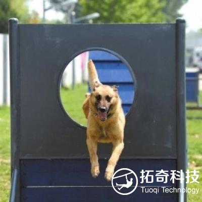 警犬障碍  军犬障碍